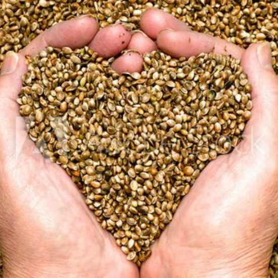 What are hemp hearts? Composition, Nutrition, and Benefits