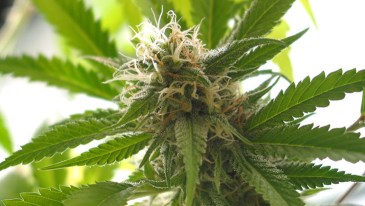 South Dakota: Governor Signs Legislation Preserving Patients’ Home Cultivation Rights